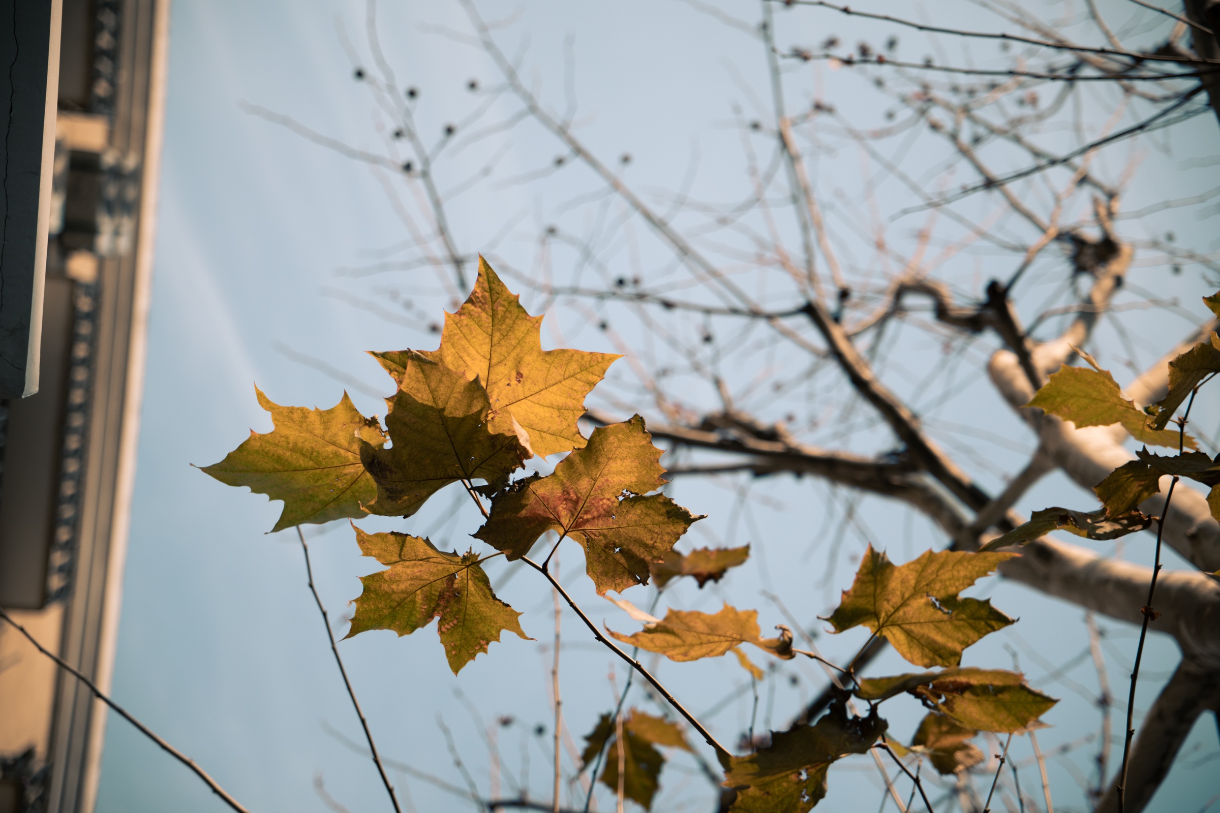 Trees collection cover