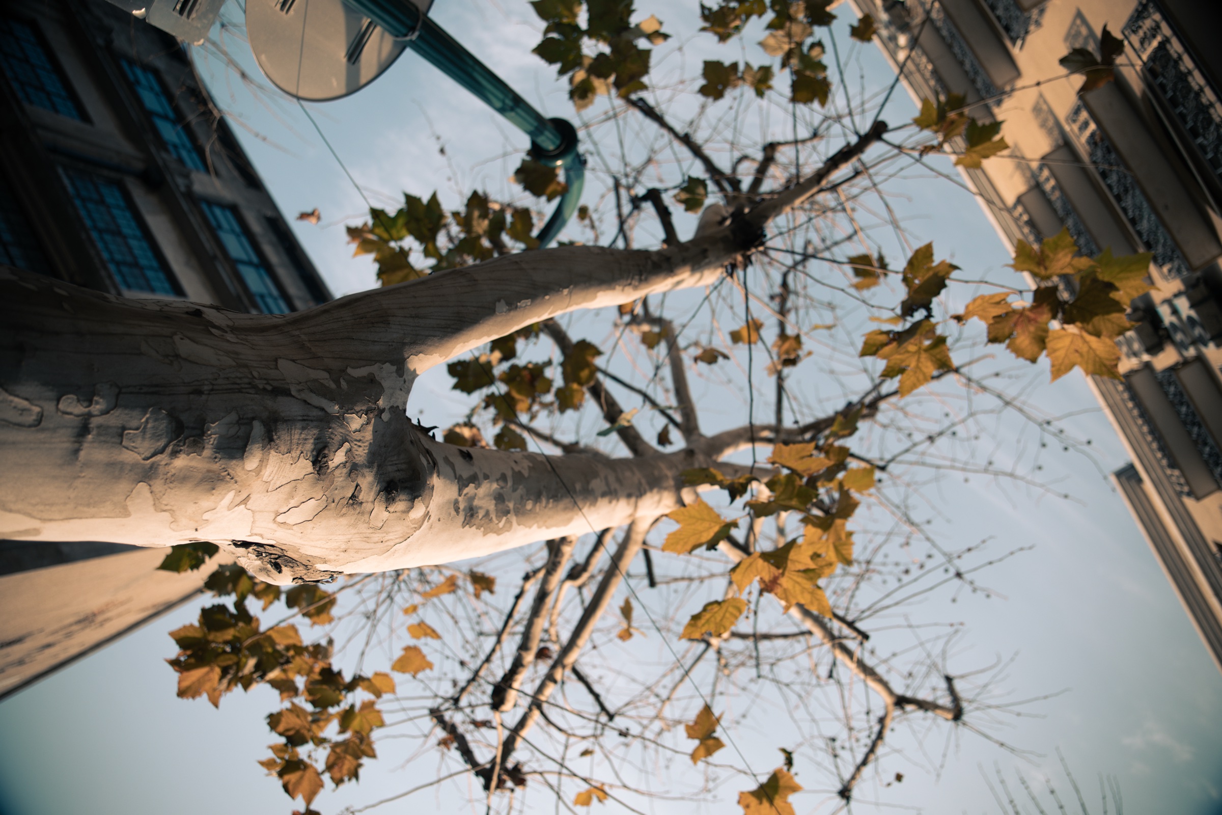 Trees 系列摄影作品 2