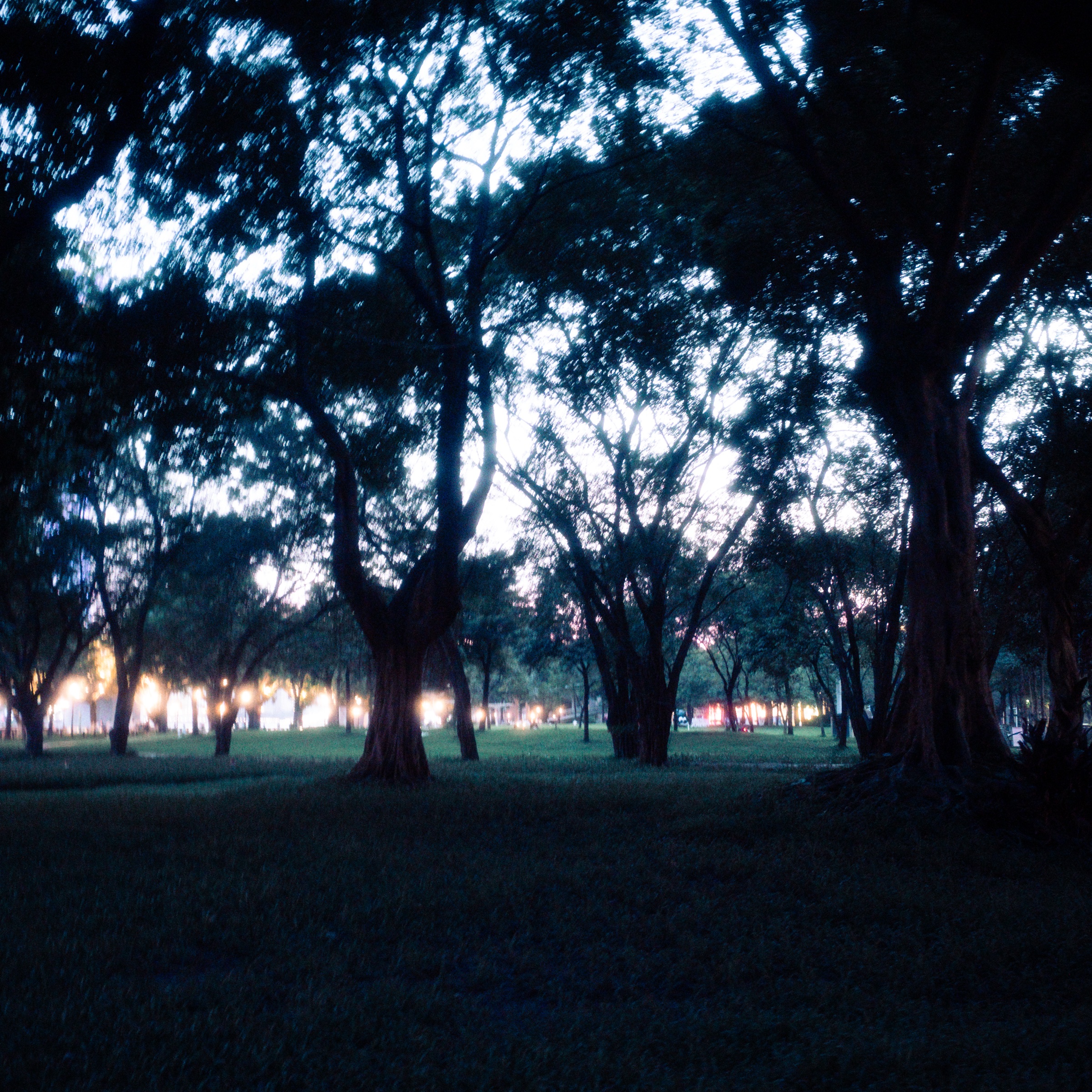 Trees 系列摄影作品 5