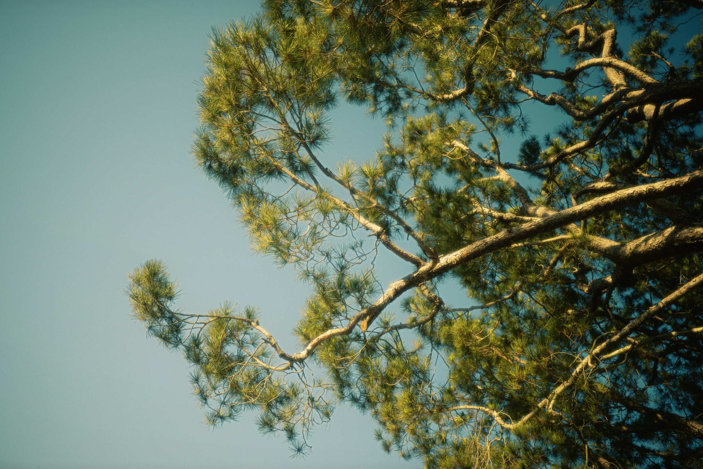 Trees 系列摄影作品 6